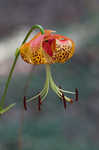 Carolina lily